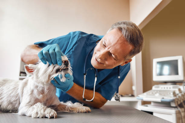 Best Urgent Dental Care in Bridgeport, WA